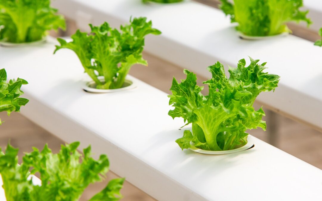 The Science Behind Our Hydroponic Farming