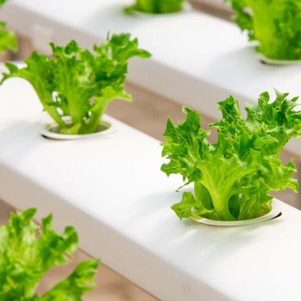 The Science Behind Our Hydroponic Farming