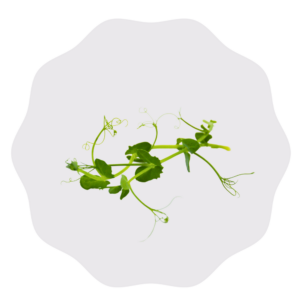 Pea Shoot