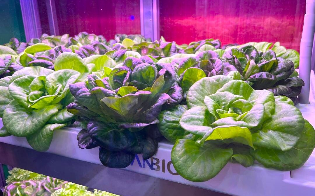 Fascinating Facts About Lettuce