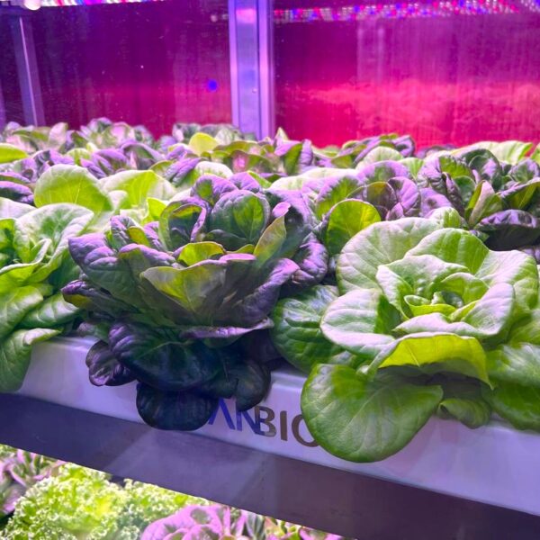 Fascinating Facts About Lettuce