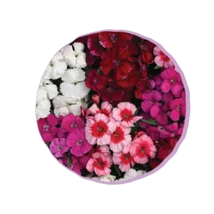 Mixed Dianthus