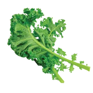 Curly Kale