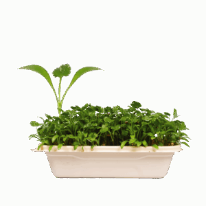 Cilantro