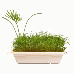 Dill