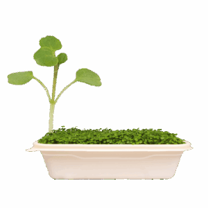 Watercress