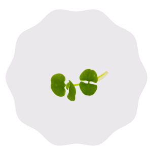 Sweet Basil Genovese