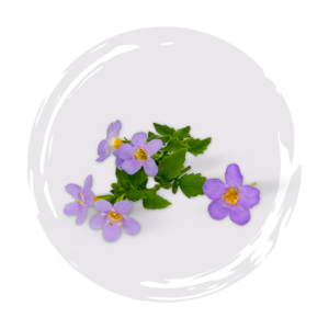 Bacopa Blopia