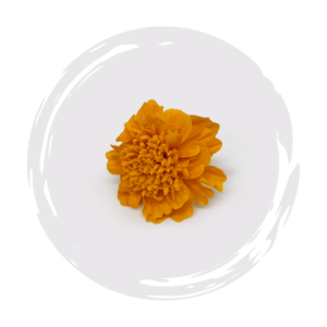 Marigold Happy Orange