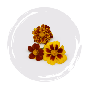 Marigold Petite Mixture Dark Opal