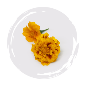 Marigold Sparky Mixture Dark Opal