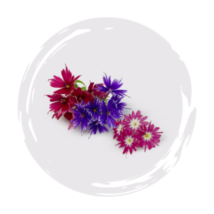 Phlox Popstars Mix