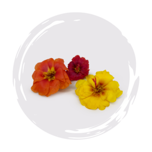 Portulaca Happy Hour Mix Dark Opal