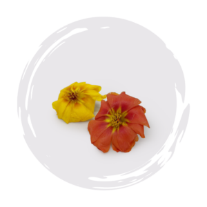 Portulaca Happy Trails Mix