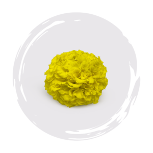 Taishan Series Mix Marigold
