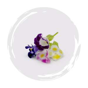 Torenia Kauai Mix