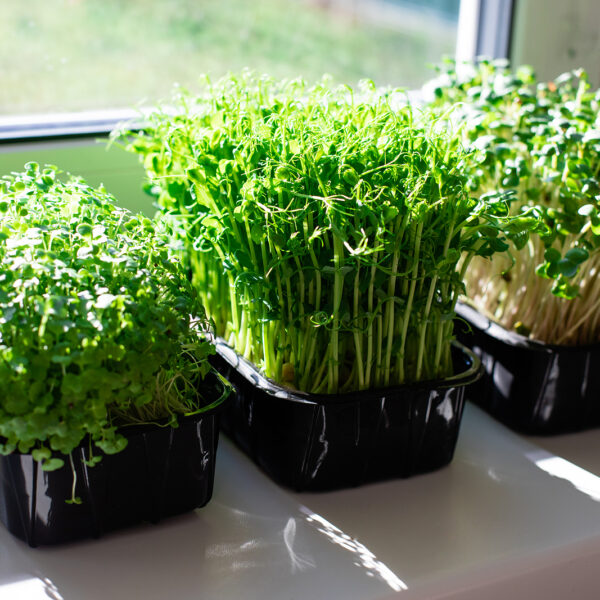 What Are Functional Greens and Why They Matter