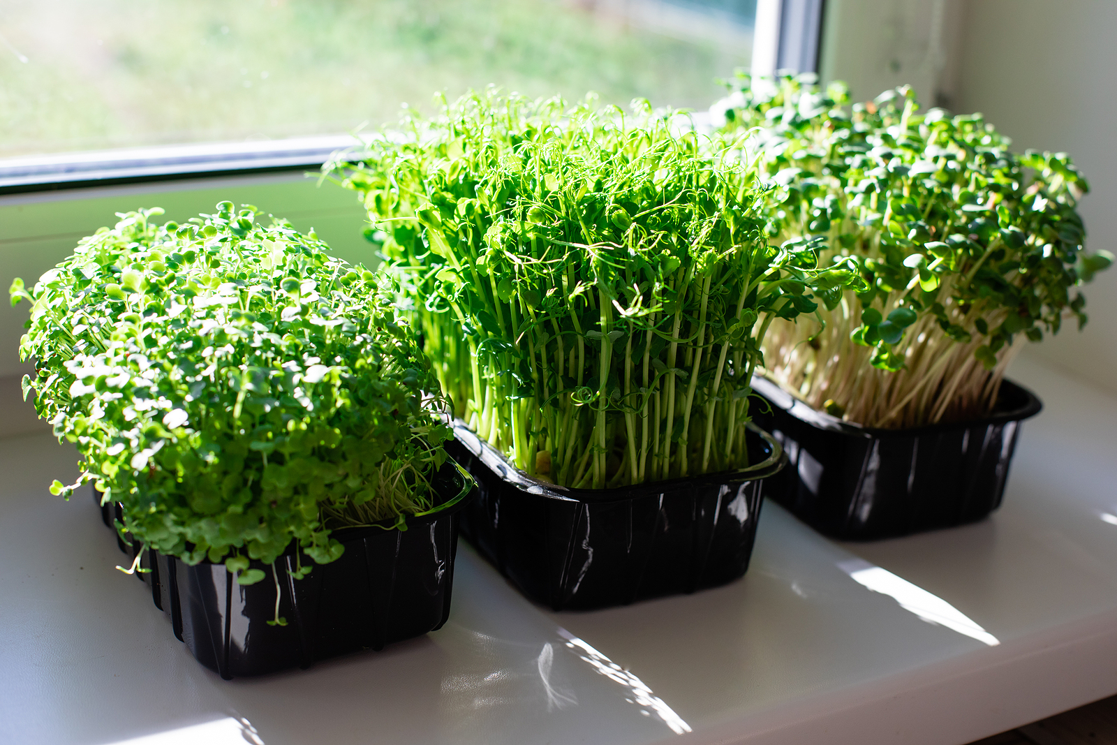 Indoor Microgreens On The Kitchen Windowsill In The Morning