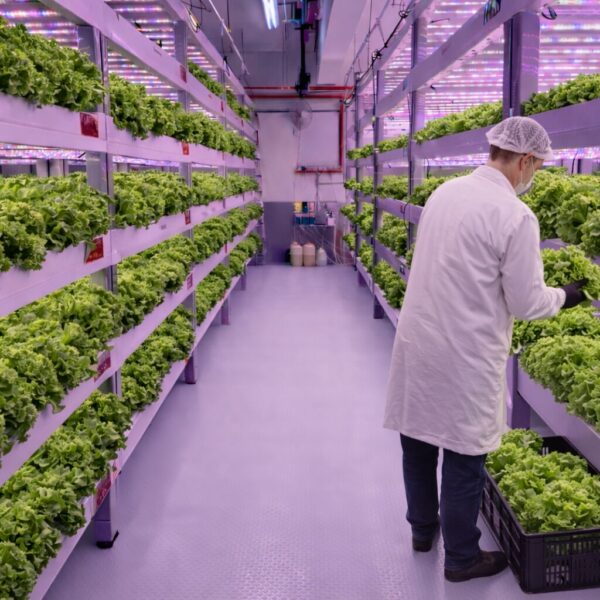 Precision Farming for Safer, Pesticide-Free Greens