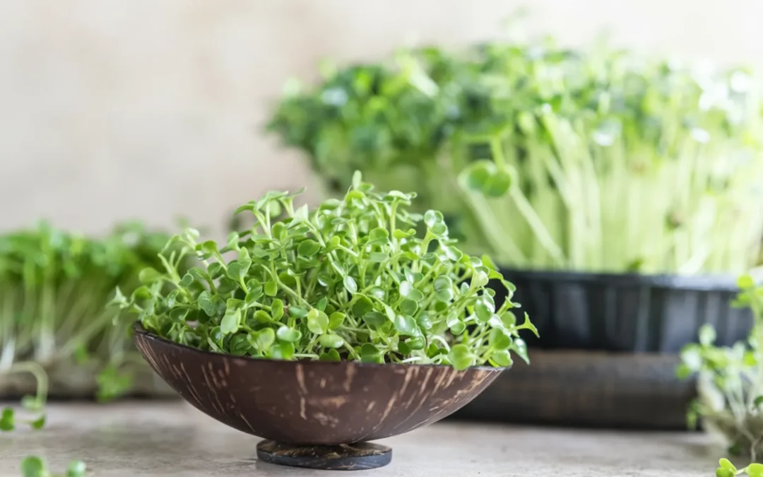 What Are Microgreens? Everything You Need to Know