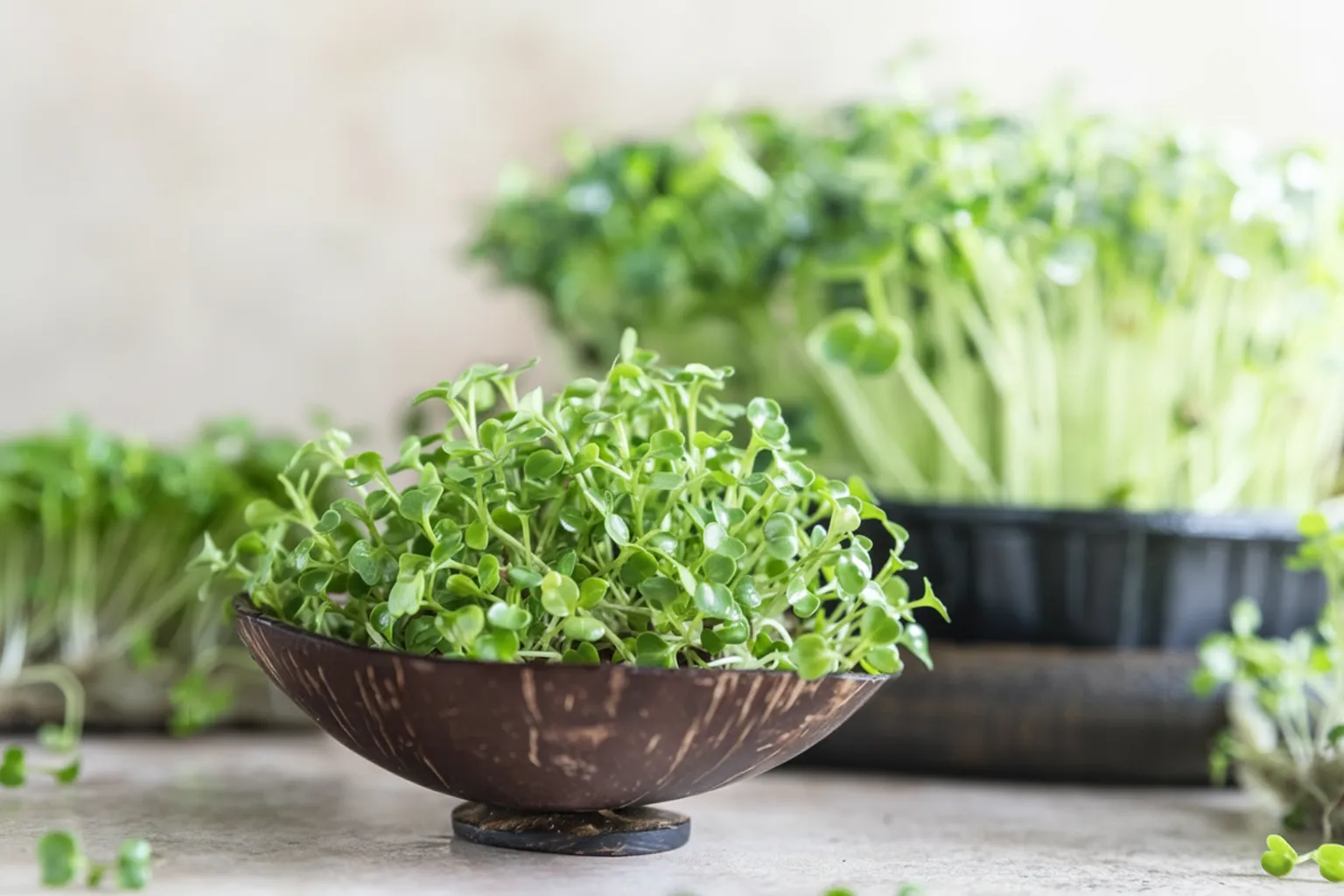 What Are Microgreens? Everything You Need to Know